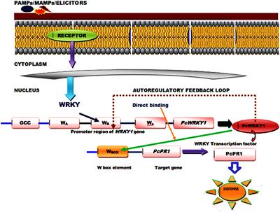 Structural and Functional Insights into WRKY3 and WRKY4 Transcription Factors to Unravel the WRKY–DNA (W-Box) Complex Interaction in Tomato (Solanum lycopersicum L.). A Computational Approach